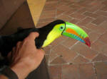 Right up there with the Macaroni penguin in mad design